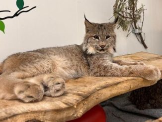 Wildlife Haven Rehabilitation Centre