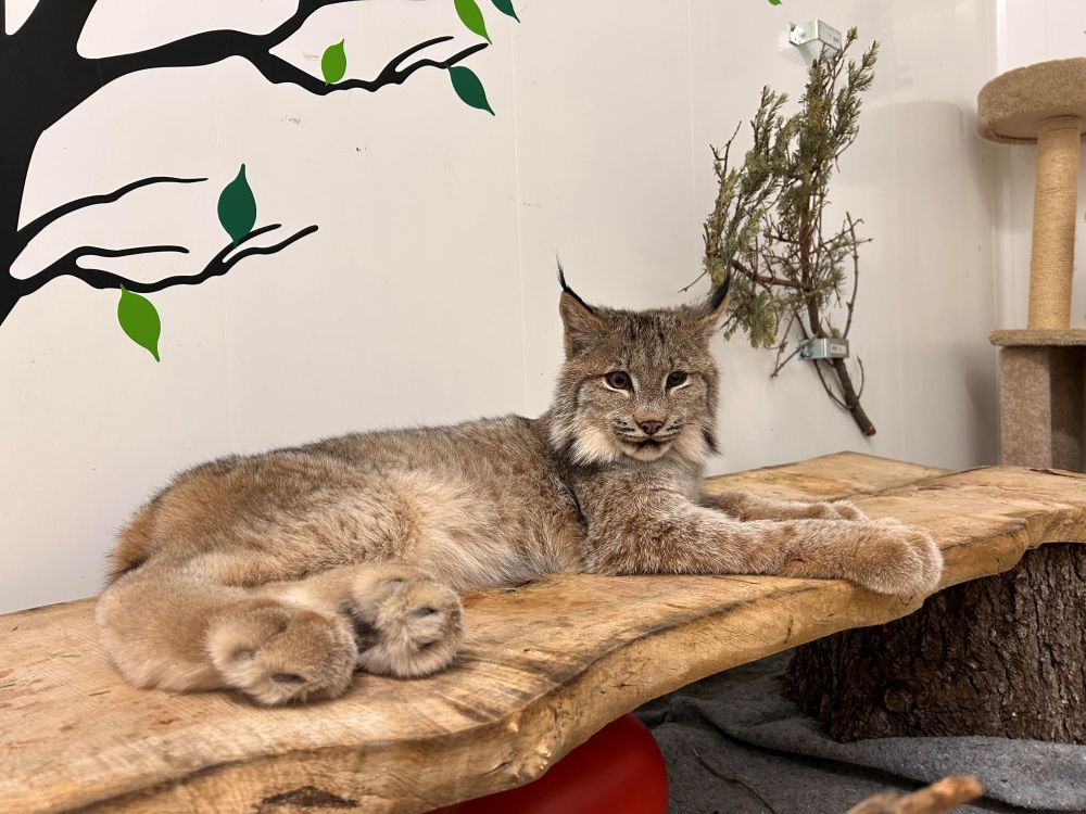 Wildlife Haven Rehabilitation Centre