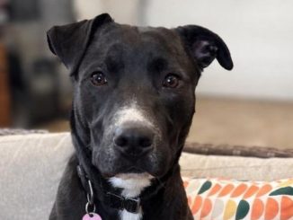 Nova
