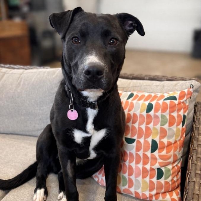 Nova