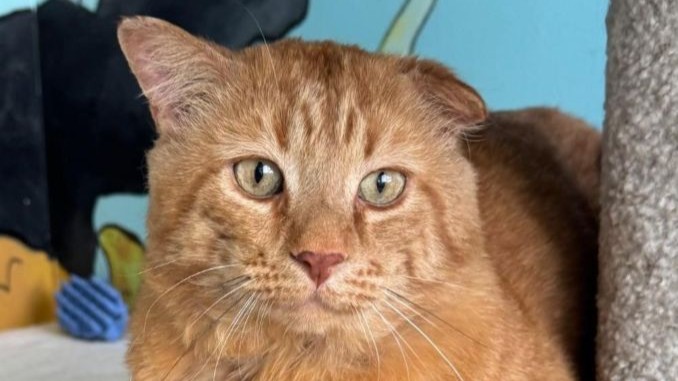 Garfield