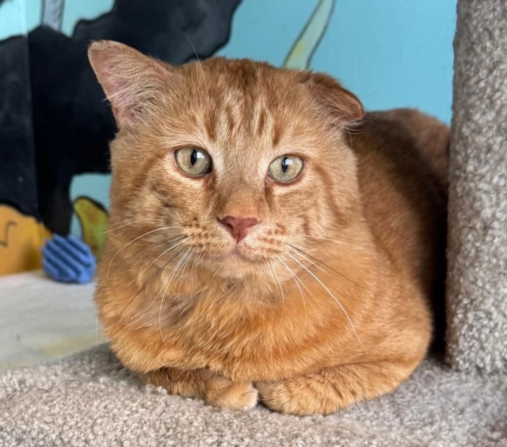 Garfield